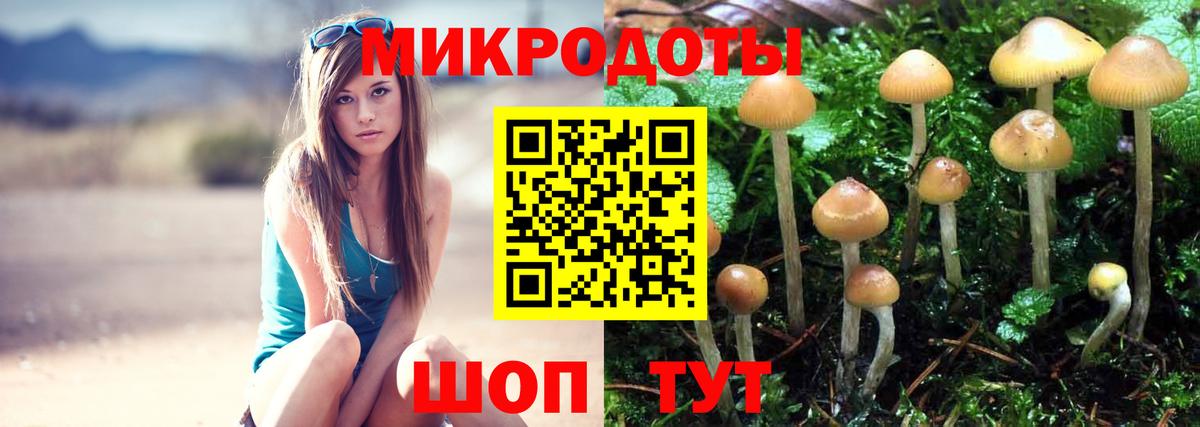Псилоцибиновые грибы Psilocybine cubensis  Вход с VPN  Галлюциногенные грибы Psilocybine cubensis  Реж 